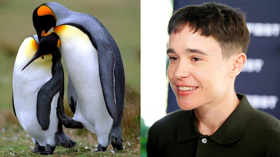 Emperor penguins kissing Elliot Page trans actor