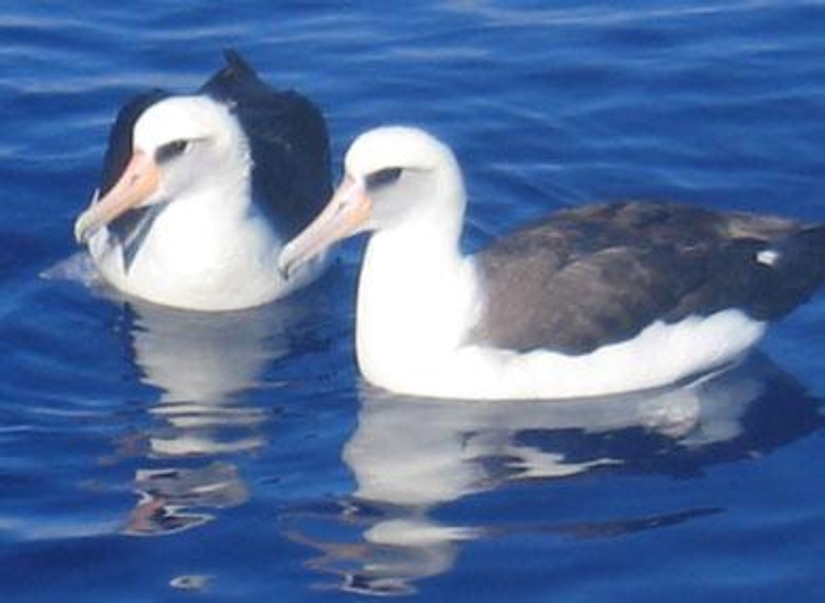 Gay-laysan-albatrossx390