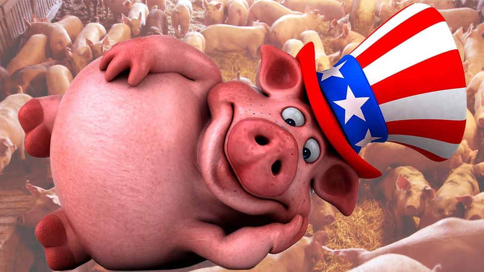 GOP republican political pig cartoon overlaid on pigpen