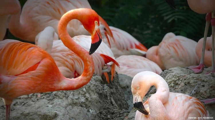 gay flamingoes