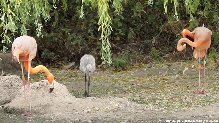 Flamingo couple raising chick